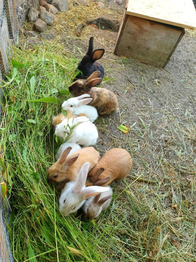 Bensdorfer Muehle - Auszeit In Brandenburg Apartman Kültér fotó